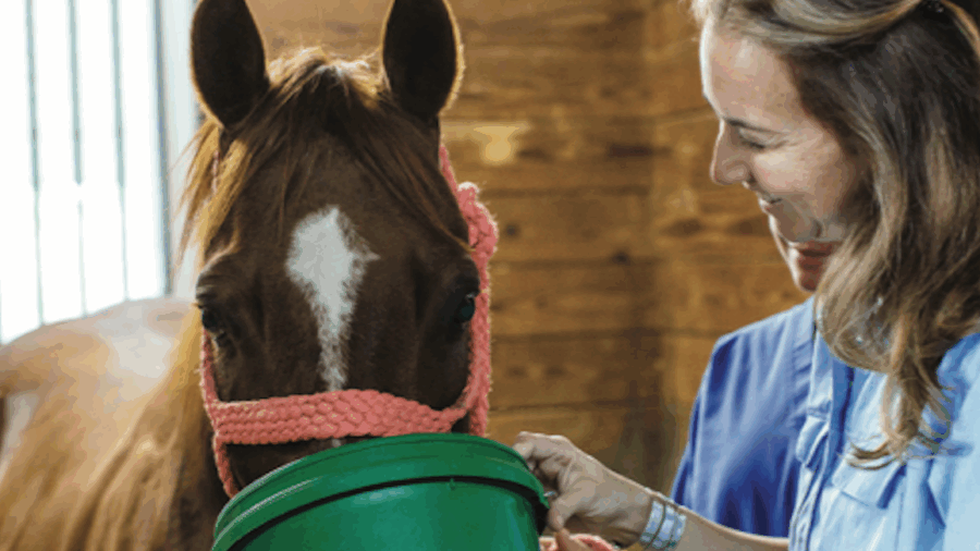 Supplements are commonly used to help improve horse health. Dr. Cameron Stoudt, DVM, outlines some supplement benefits and guidelines.