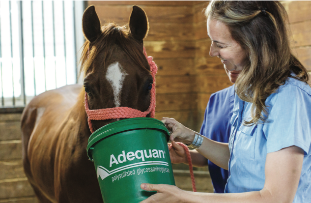 Supplements are commonly used to help improve horse health. Dr. Cameron Stoudt, DVM, outlines some supplement benefits and guidelines.