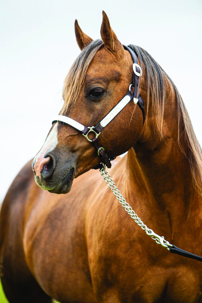 Looking for strategies for marketing your stallion? These experts share tips for all budgets to help you reach mare owners.