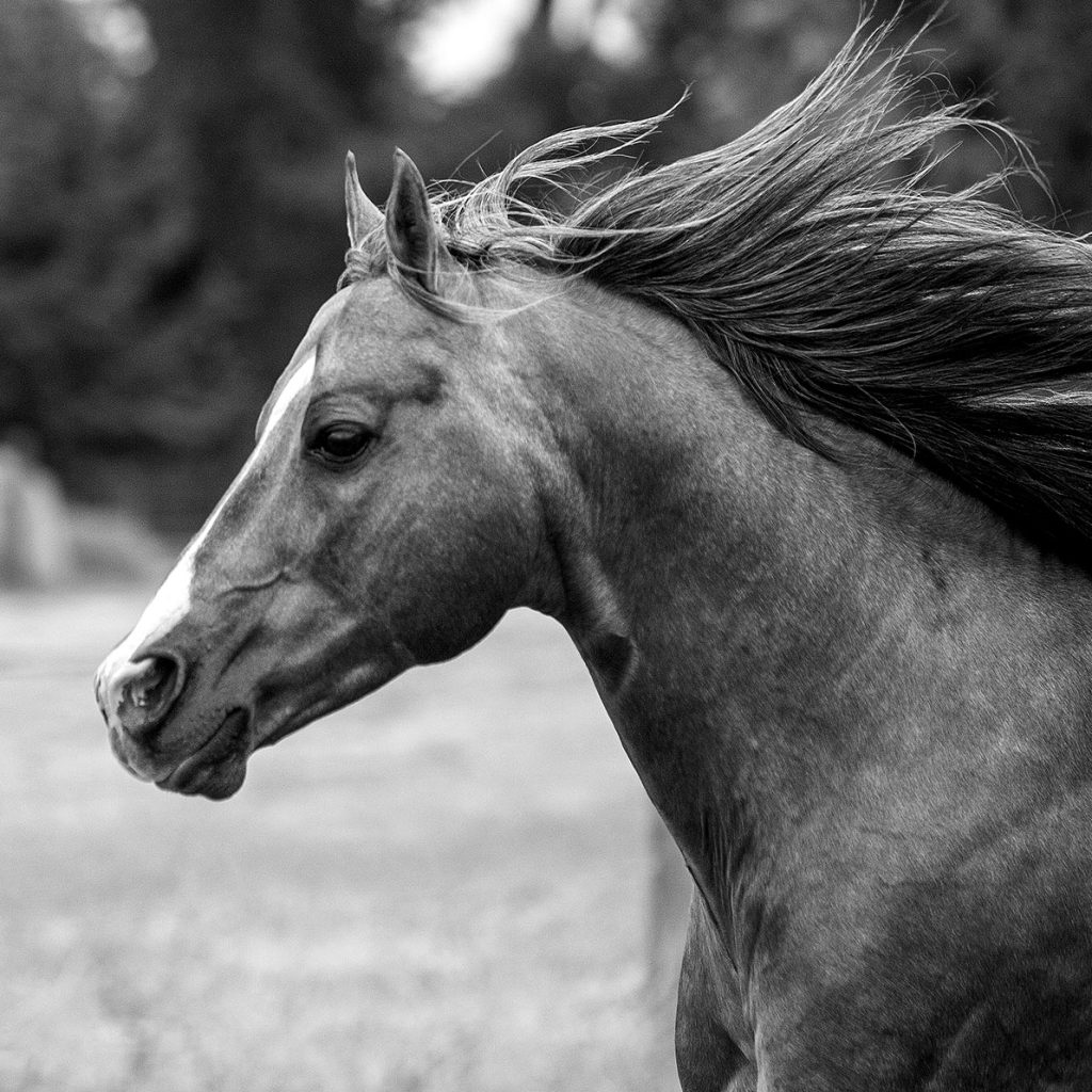 Looking for strategies for marketing your stallion? These experts share tips for all budgets to help you reach mare owners.