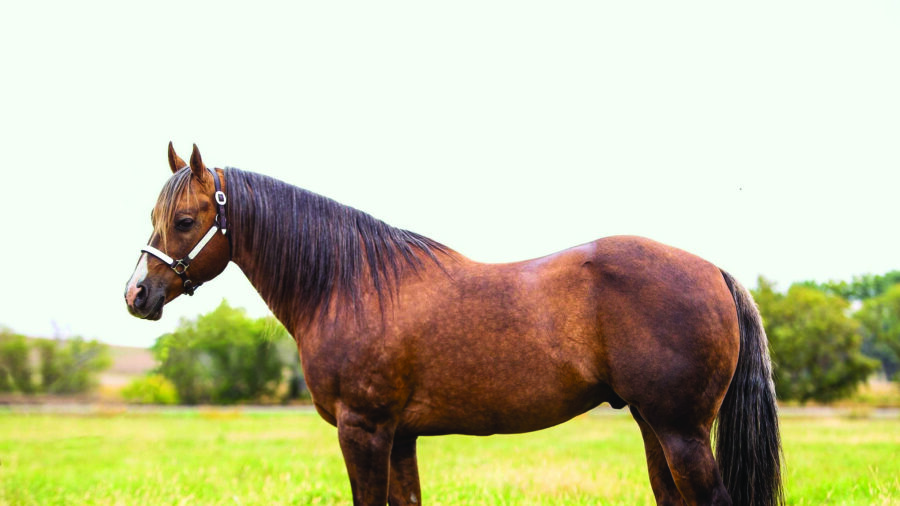 Looking for strategies for marketing your stallion? These experts share tips for all budgets to help you reach mare owners.