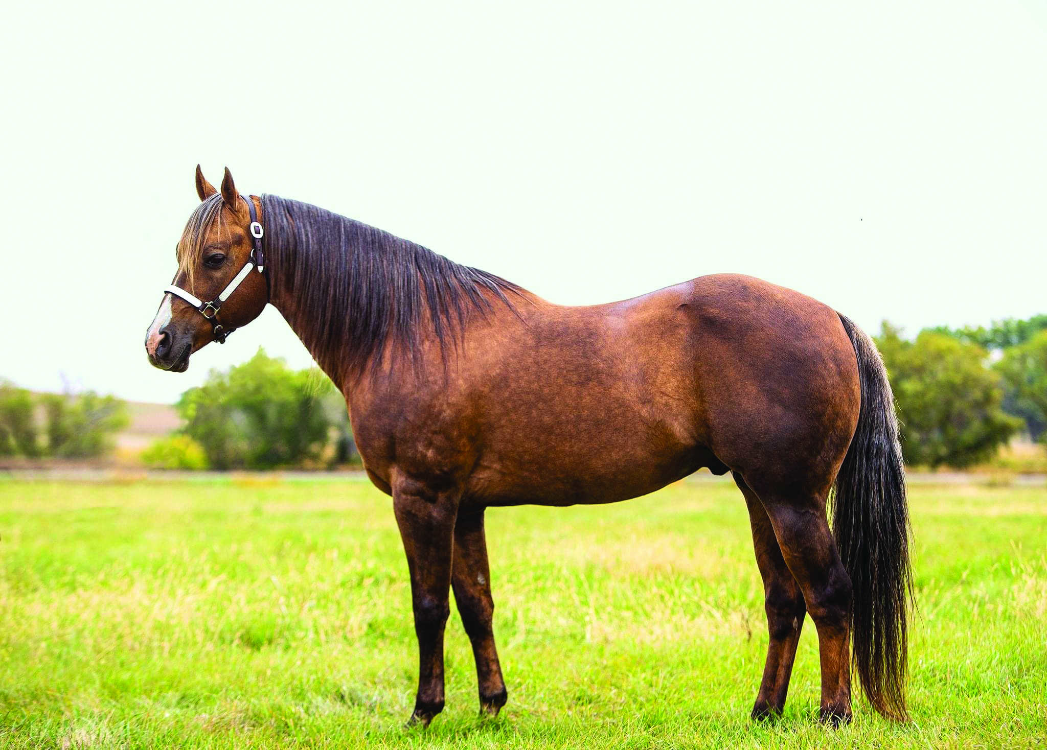 Looking for strategies for marketing your stallion? These experts share tips for all budgets to help you reach mare owners.