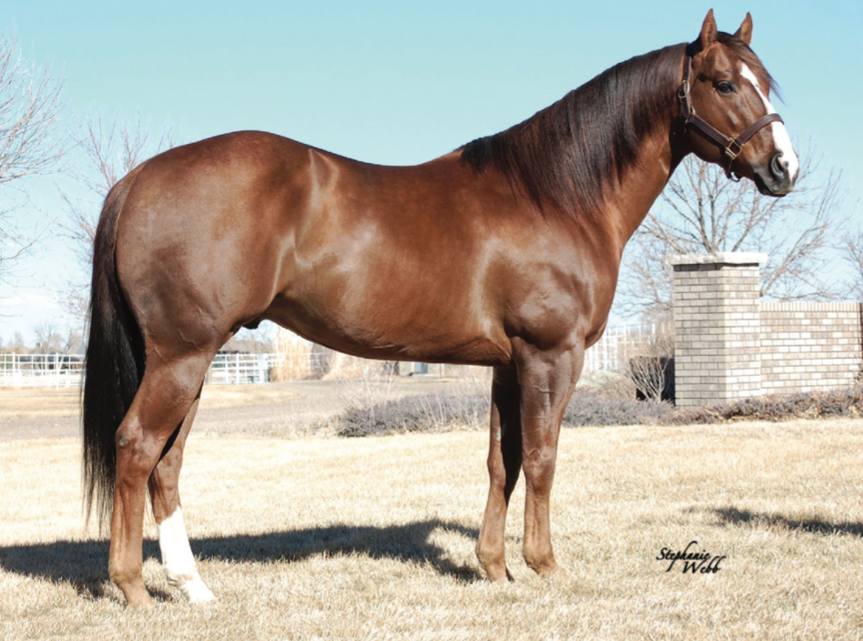 These stallions are pulling double duty—standing at stud while actively competing. These breeders share tips on how it's possible to manage.