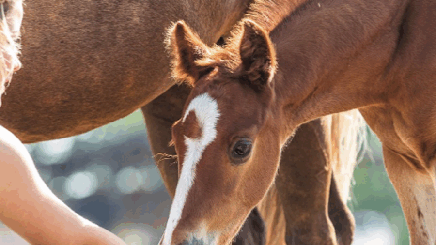 In the February Arena Record, editor Kailey Sullins reviews NFR highlights, the WPRA champion and the mares and foals featured in the issue.