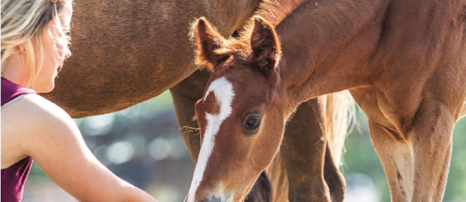 In the February Arena Record, editor Kailey Sullins reviews NFR highlights, the WPRA champion and the mares and foals featured in the issue.