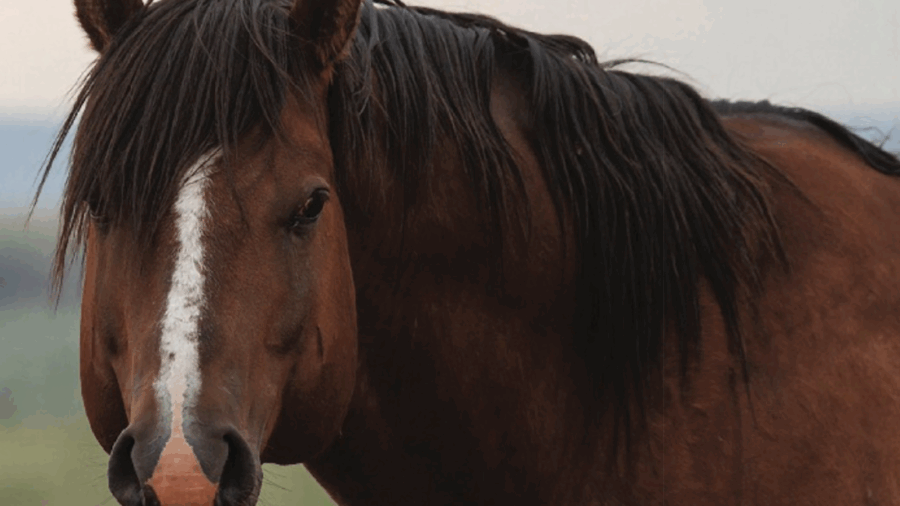 Certain medicines that influence behavior, like regumate and phenothiazines can have harmful effects on a stallion’s ability to breed.