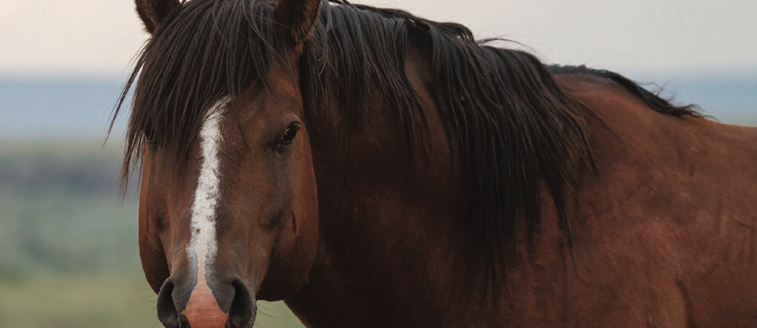 Certain medicines that influence behavior, like regumate and phenothiazines can have harmful effects on a stallion’s ability to breed.