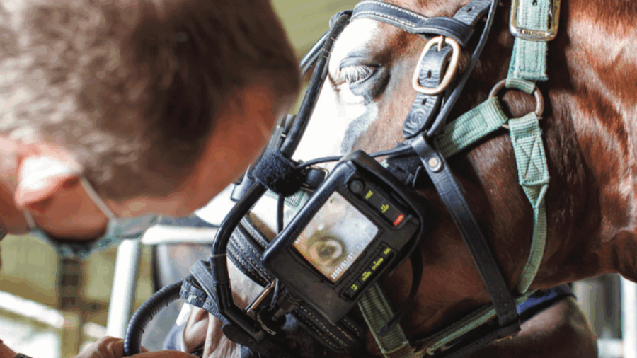 Dr. Cliff Honnas, DVM, shares the basics of EIPH, a condition that affects many barrel horses and causes them to bleed after exercise.