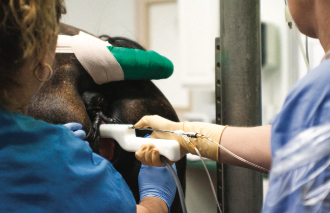 How do you take care of your mare’s fertility when you’re working with embryo transfer? We’ve got expert tips.