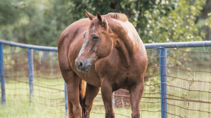How do you take care of your mare’s fertility when you’re working with embryo transfer? We’ve got expert tips.