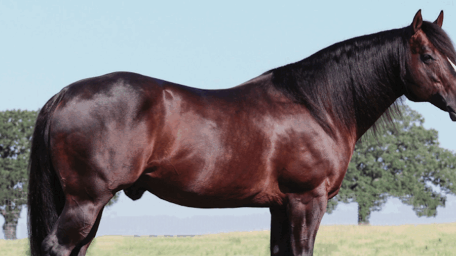 Breeders share their processes for making difficult decisions about an injured stallion during breeding season.