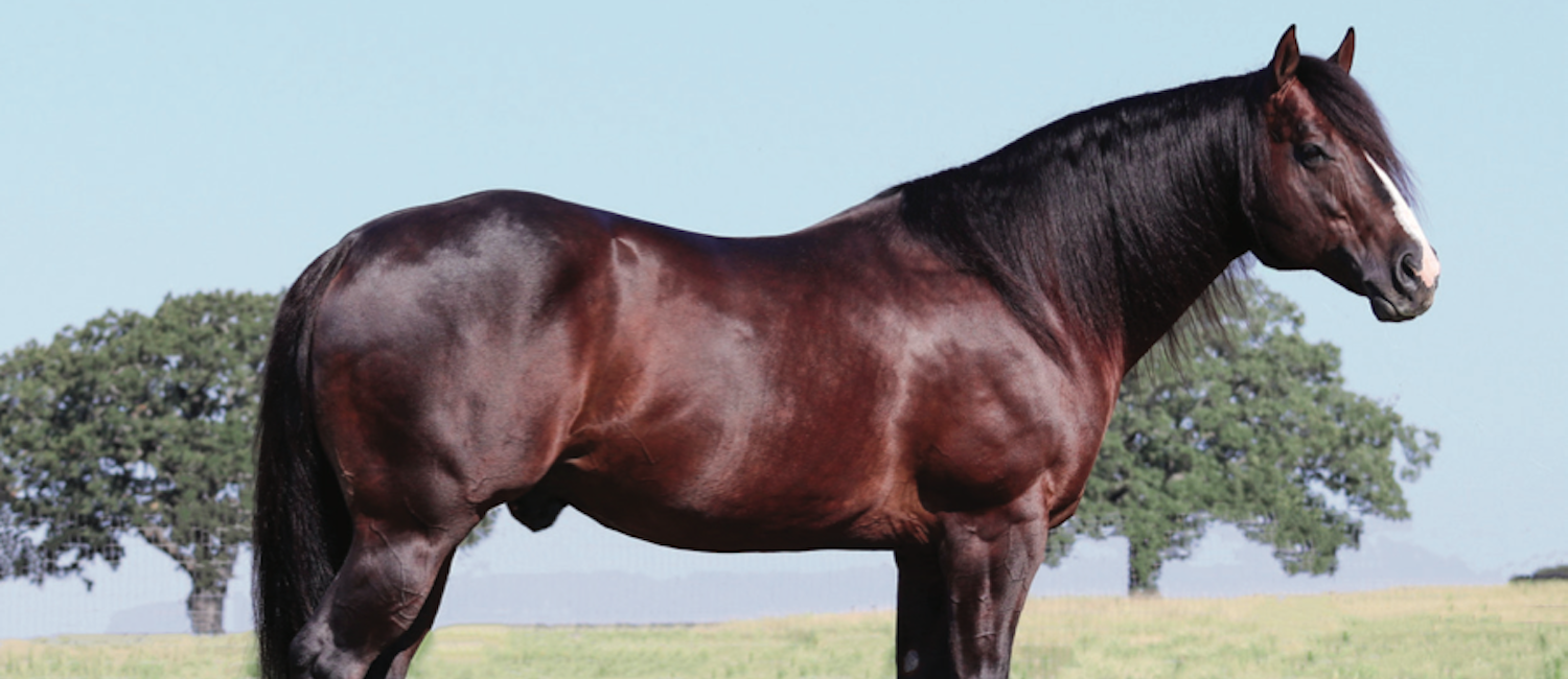 Breeders share their processes for making difficult decisions about an injured stallion during breeding season.