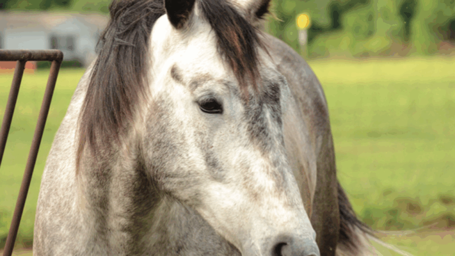 Botulism may be relatively uncommon, but it’s important to recognize the signs and know what to do should your horse become sick.