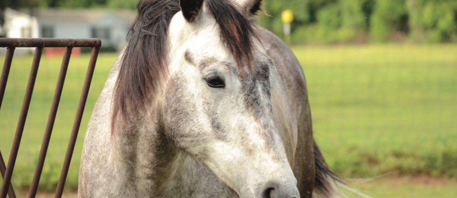 Botulism may be relatively uncommon, but it’s important to recognize the signs and know what to do should your horse become sick.