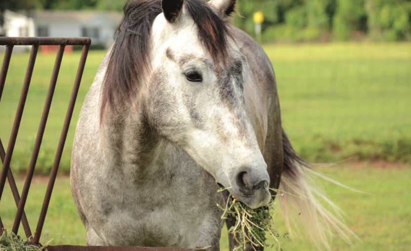 Botulism may be relatively uncommon, but it’s important to recognize the signs and know what to do should your horse become sick.