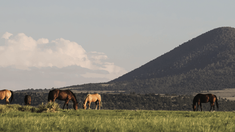 Dr. Cameron Stoudt, DVM, shares ways to prevent and treat your performance horse’s gastric ulcers.