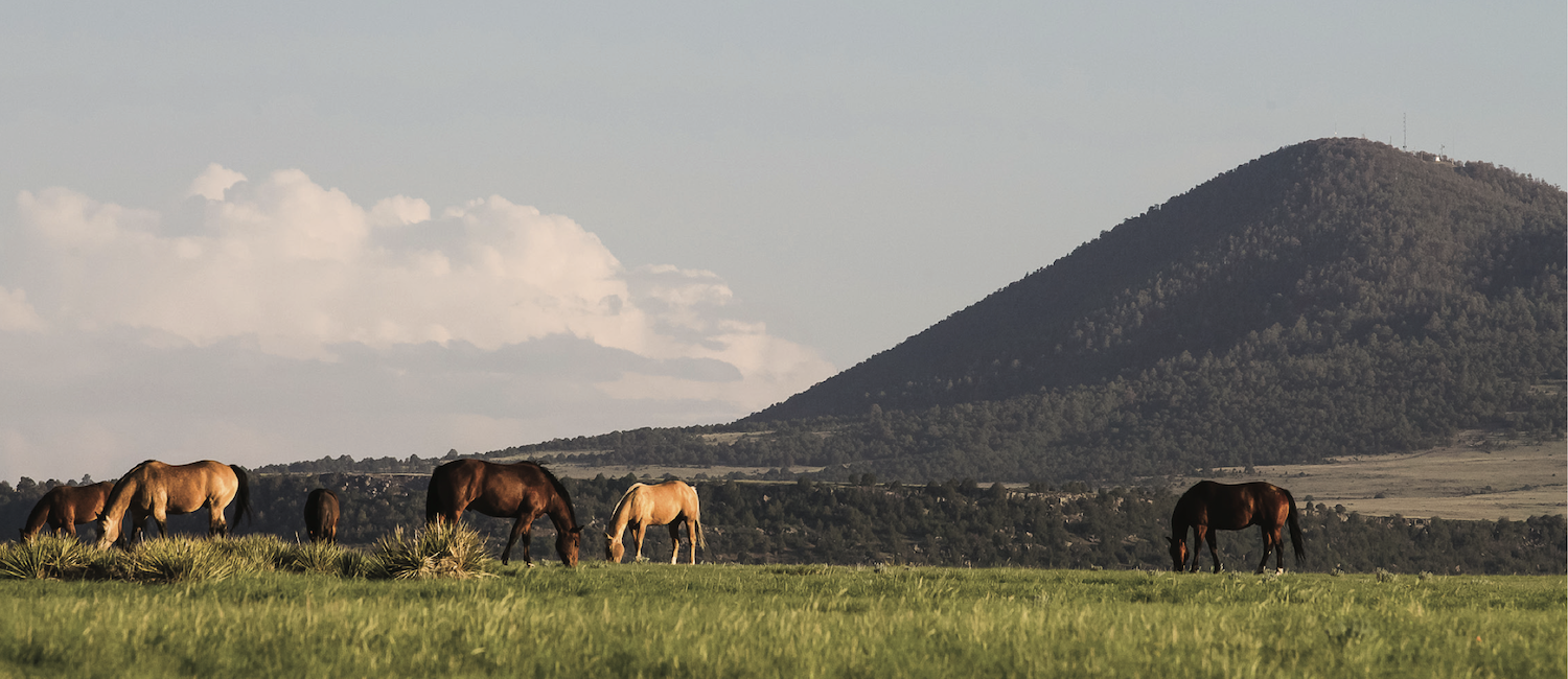 Dr. Cameron Stoudt, DVM, shares ways to prevent and treat your performance horse’s gastric ulcers.