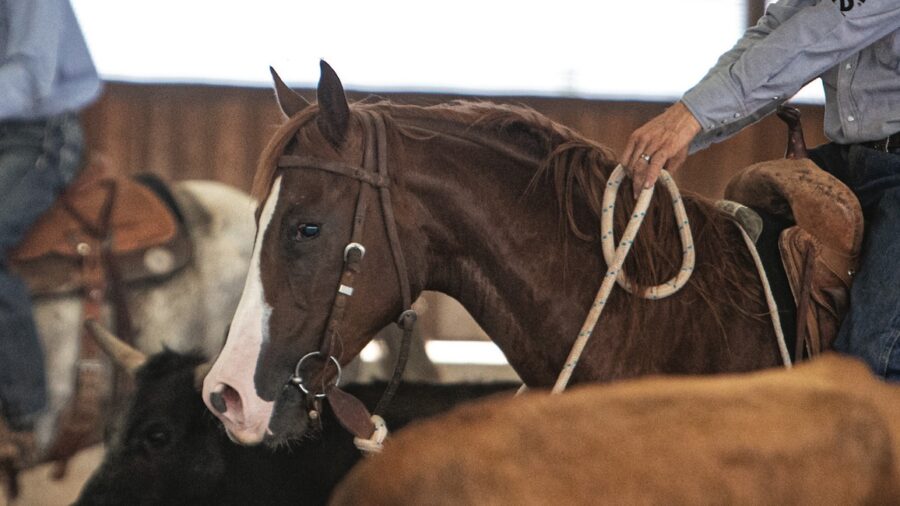 Working a cow has a multitude of benefits for 2-year-olds aimed at any performance discipline.