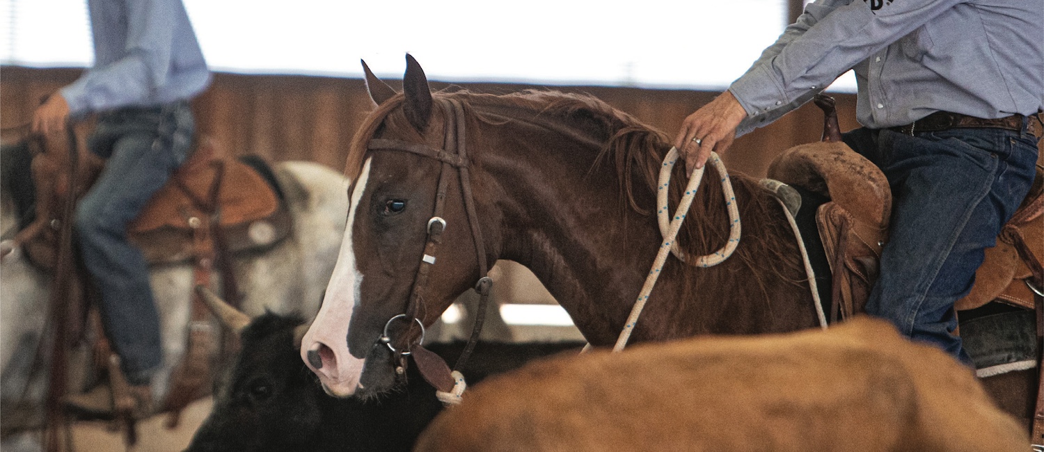 Working a cow has a multitude of benefits for 2-year-olds aimed at any performance discipline.