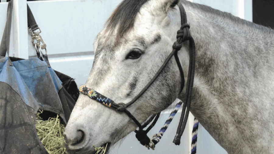 EquiStat’s leading divisional horses, riders, owners, breeders and events from 1D to 4D are featured in BHN’s exclusive EquiStat’s Divisional Statistical Review.