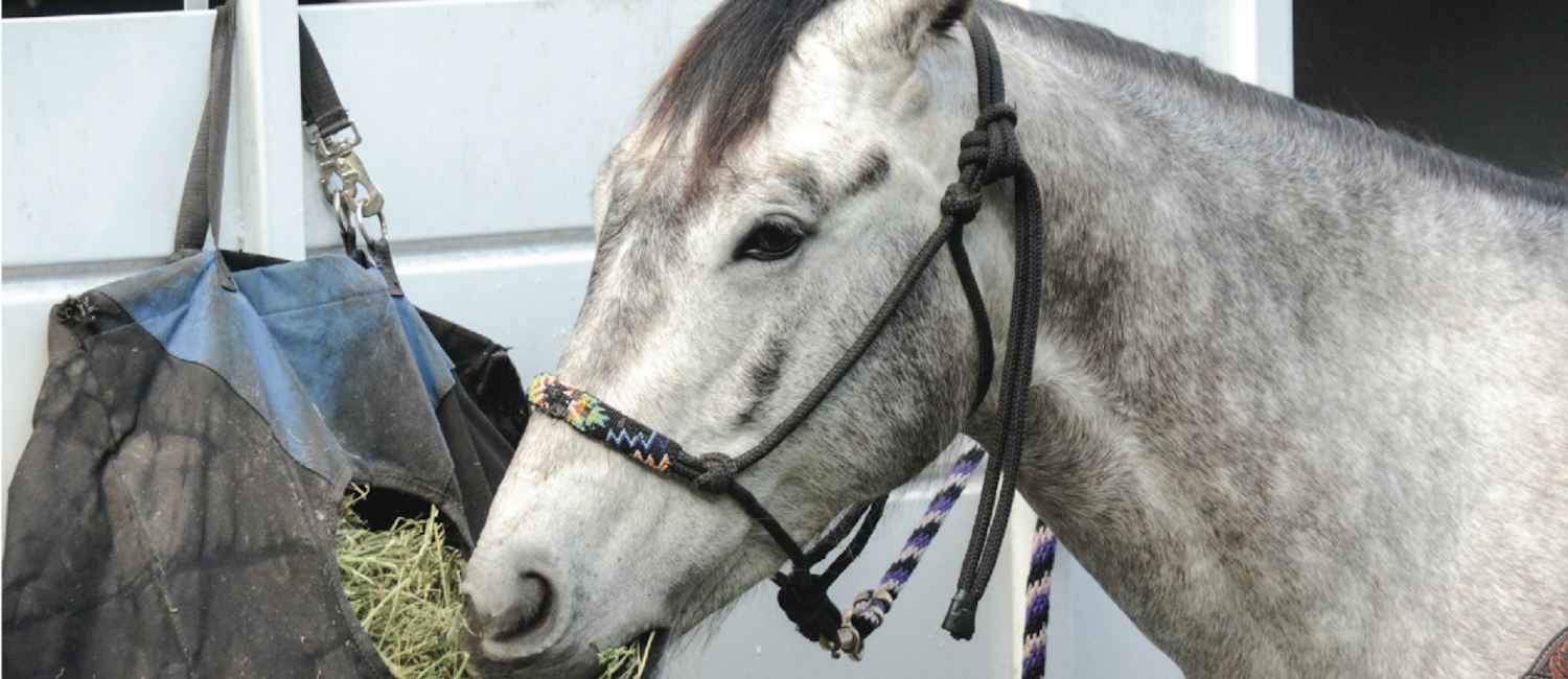 EquiStat’s leading divisional horses, riders, owners, breeders and events from 1D to 4D are featured in BHN’s exclusive EquiStat’s Divisional Statistical Review.