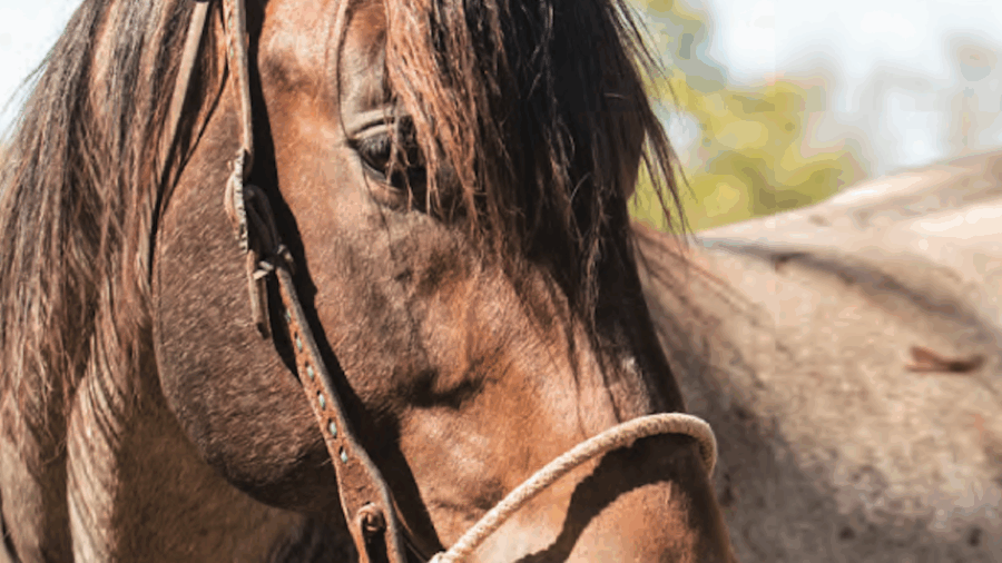 The May issue explores the best practices in tack, gear and equipment to be successful in the barrel racing industry.