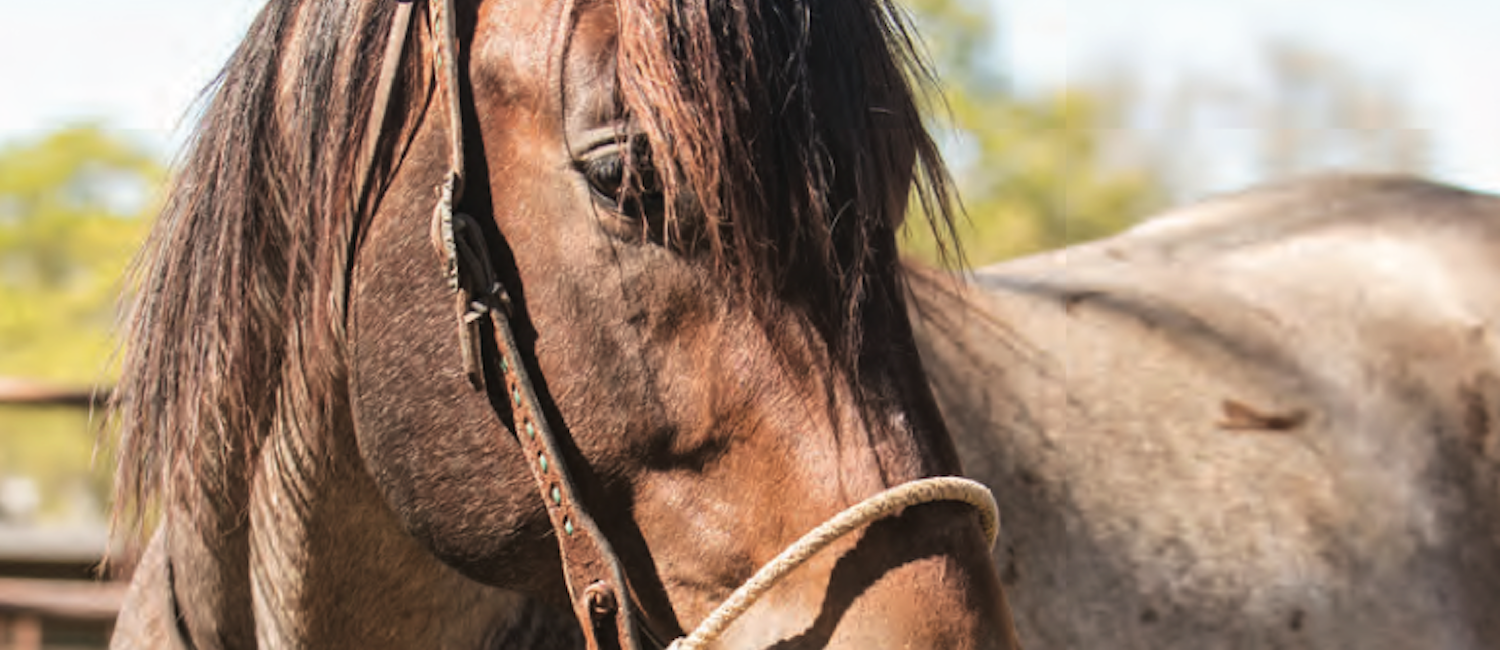 The May issue explores the best practices in tack, gear and equipment to be successful in the barrel racing industry.