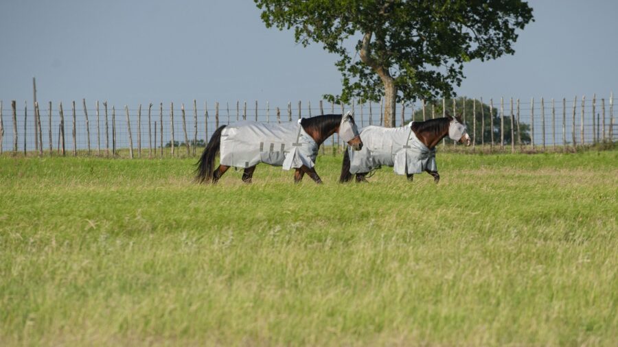 Two horses walking against a fence with their fly gear