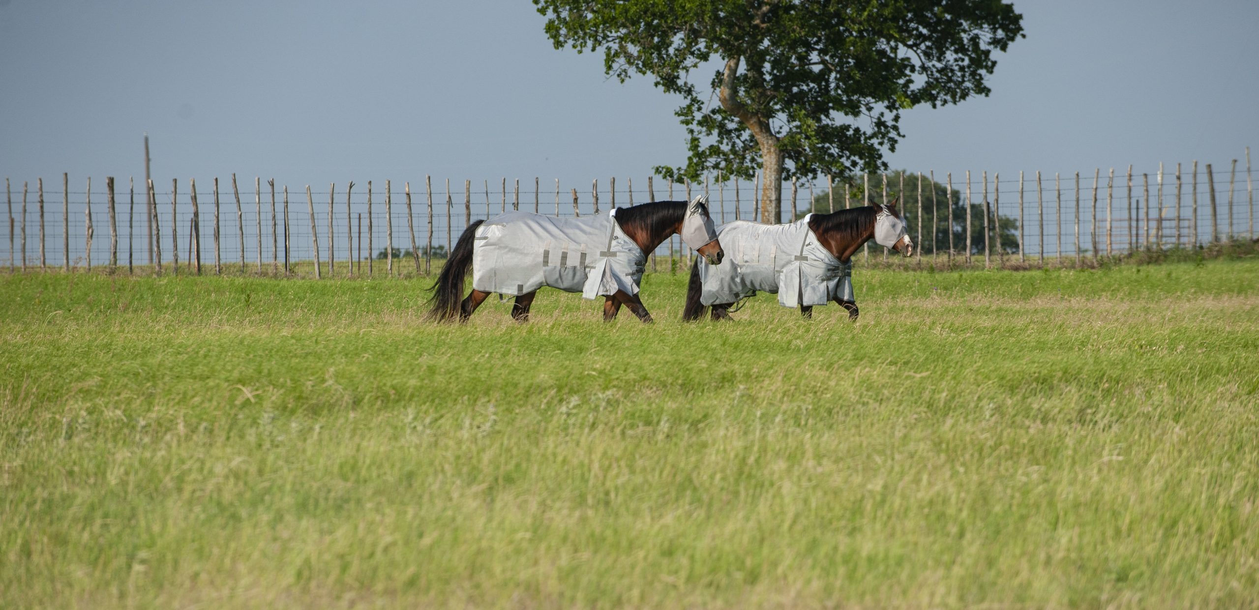 Two horses walking against a fence with their fly gear