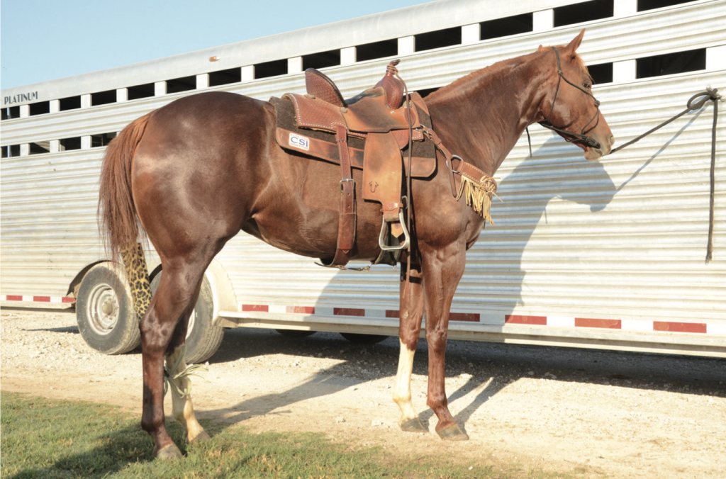 Brush up on everyday simple safety habits to avoid dangerous situations with horses at events and at home.