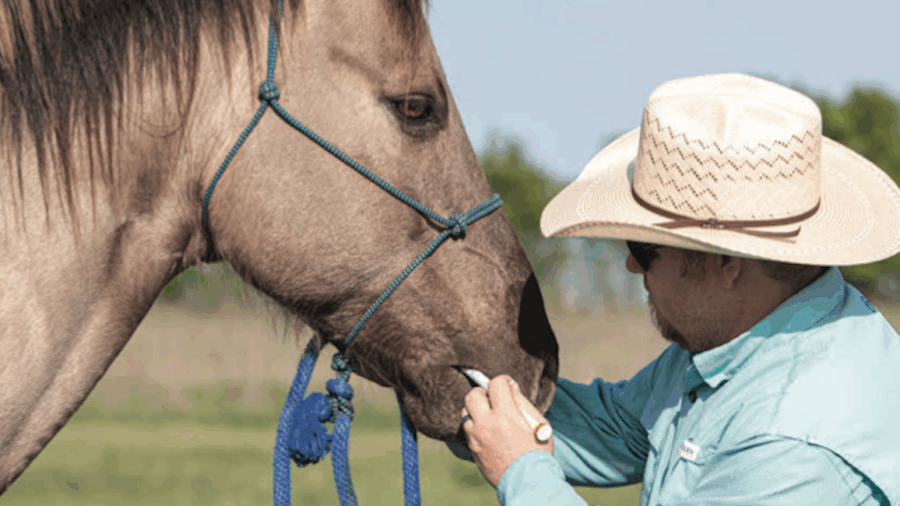 A man deworms a horse.