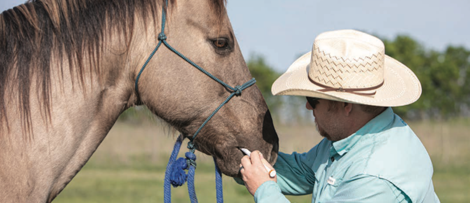 A man deworms a horse.