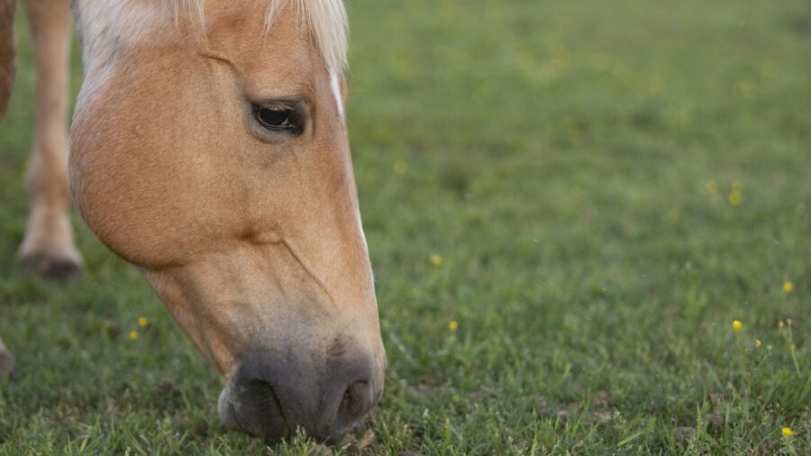 Horse eating grass.
