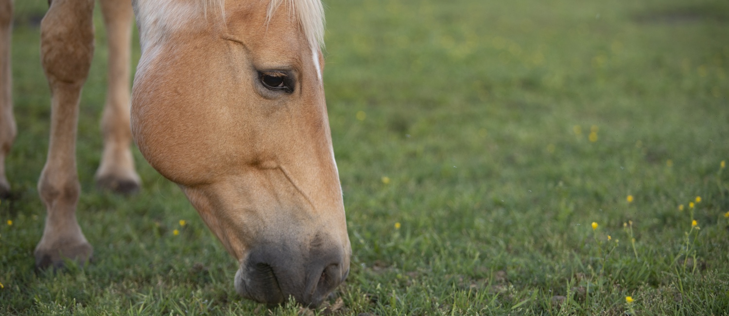 Horse eating grass.