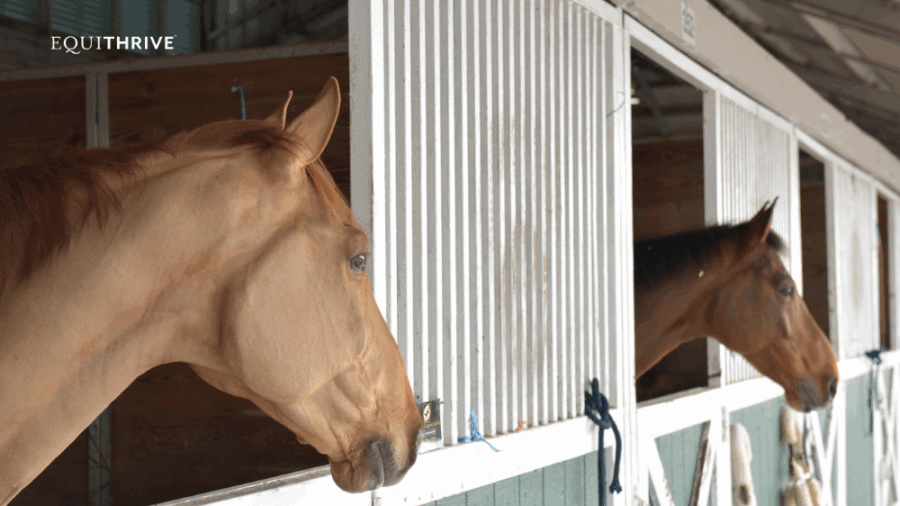 Two horses with their heads hanging out of the stall