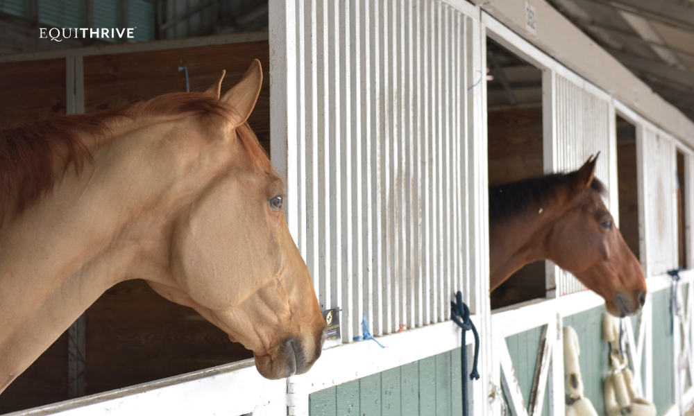 Two horses with their heads hanging out of the stall