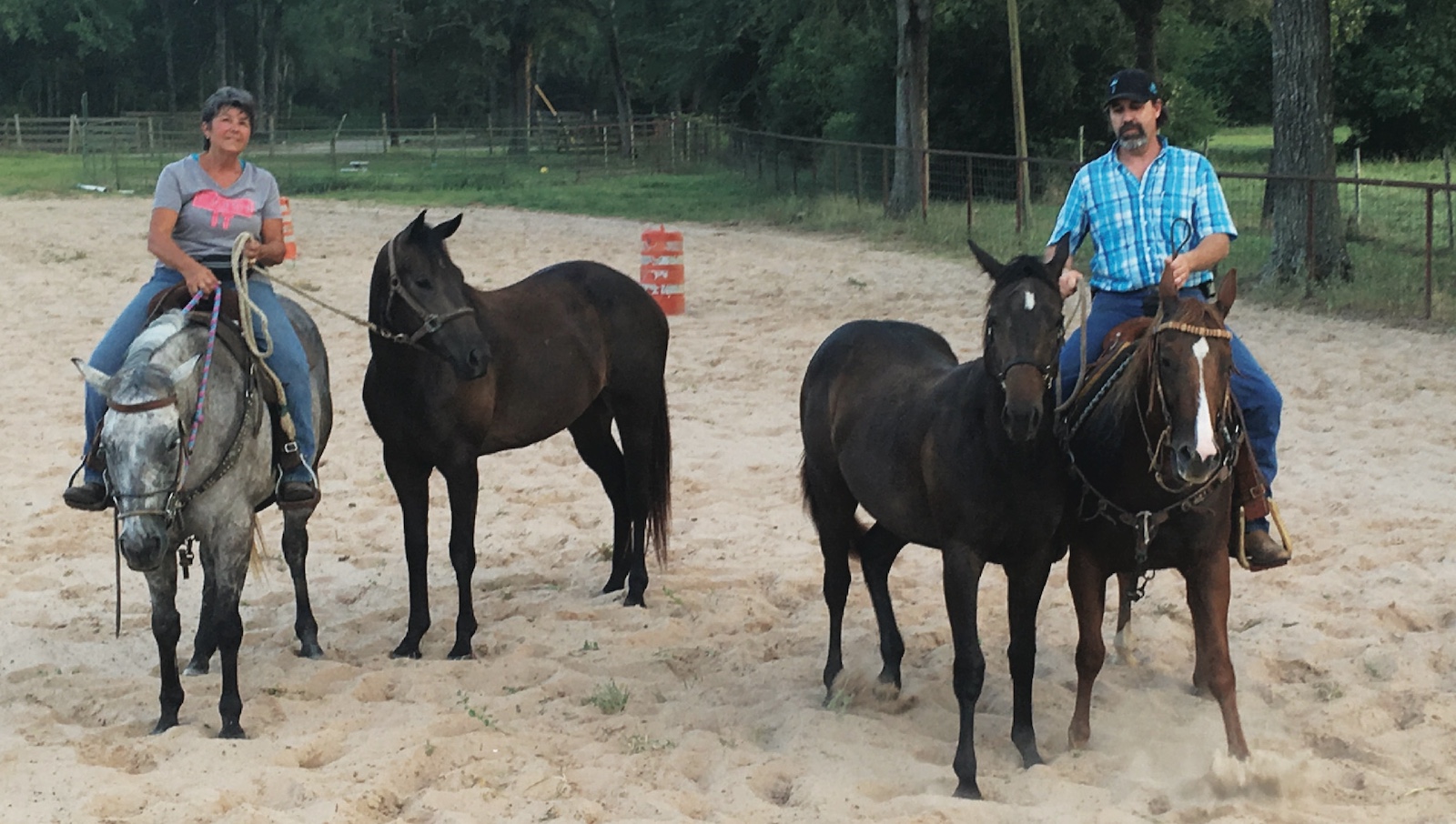 Horse trainers starting colts using a pony horse before being started under saddle