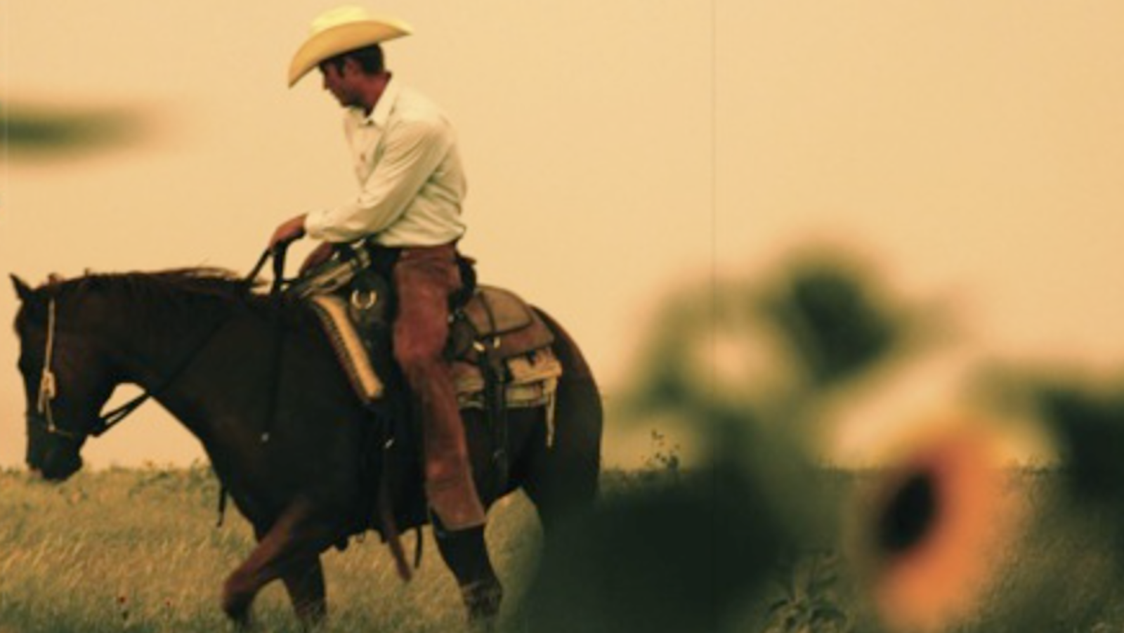 man on a horse with a sunflower in the foreground