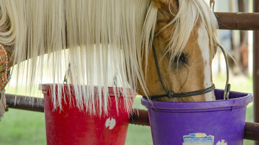 Horse drinking from bucket