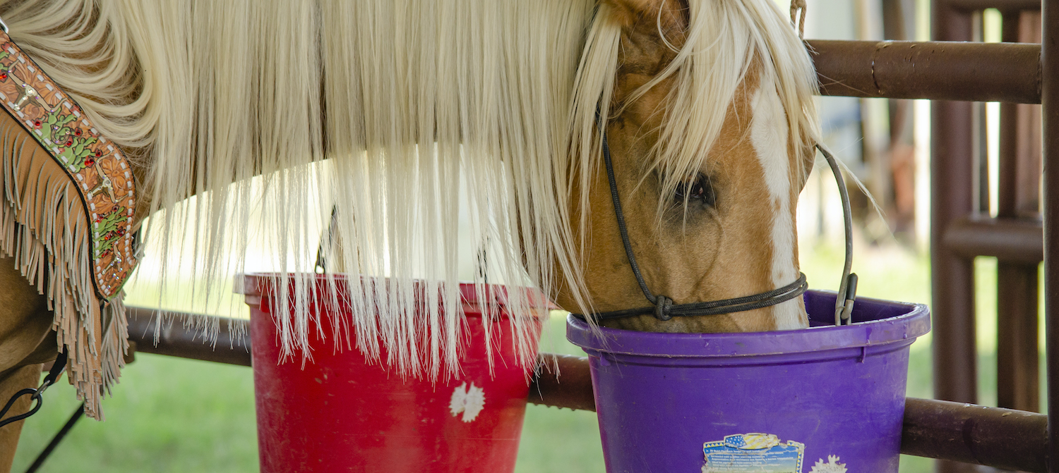 Horse drinking from bucket