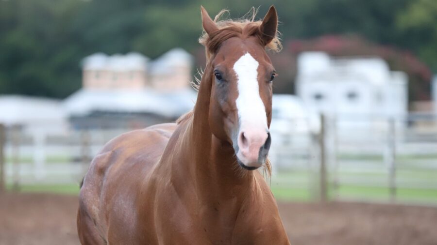 horse running. courtesy of Tammy Sronce