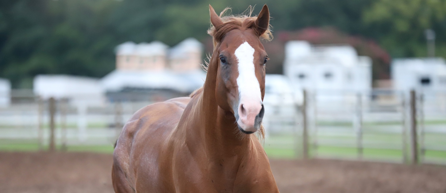 horse running. courtesy of Tammy Sronce