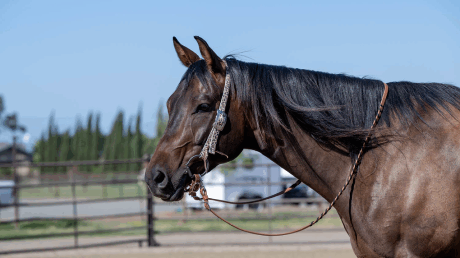 Weaver headstall