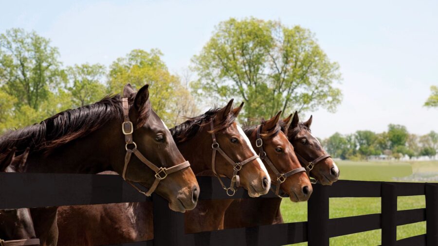 Four bay horses standing at a black wood fence