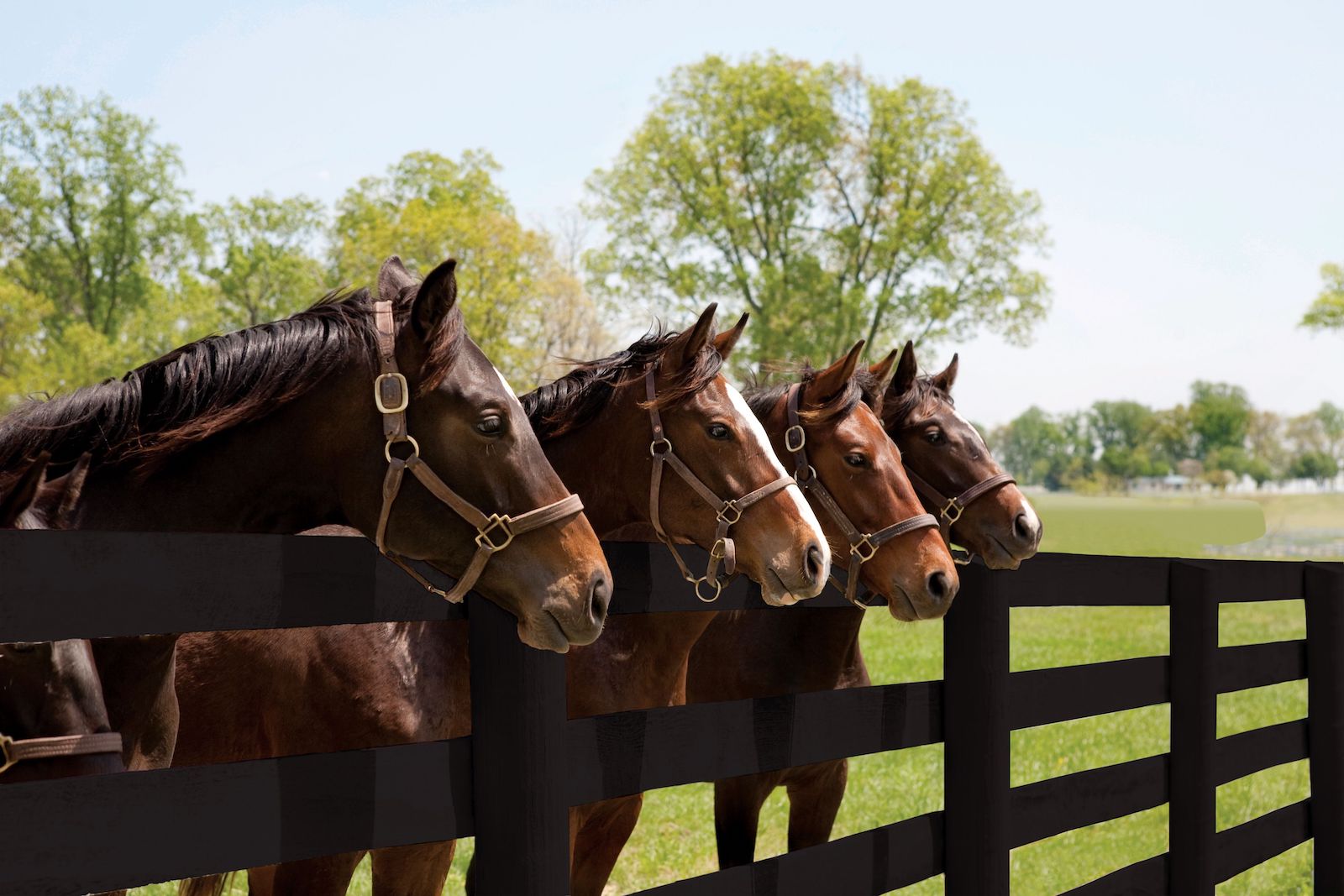 Four bay horses standing at a black wood fence