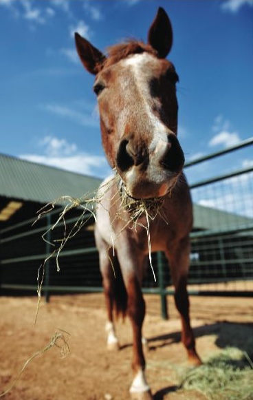 close up of a horse chewing on hay
