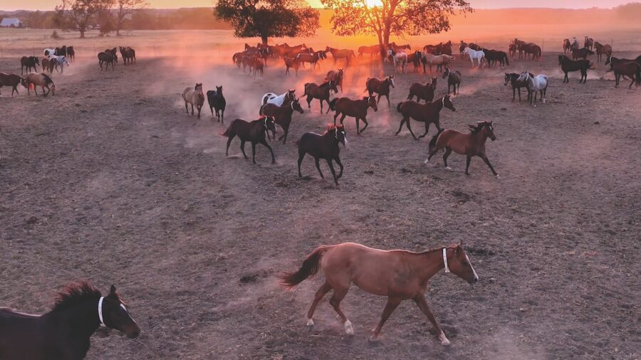 horses running at sunset