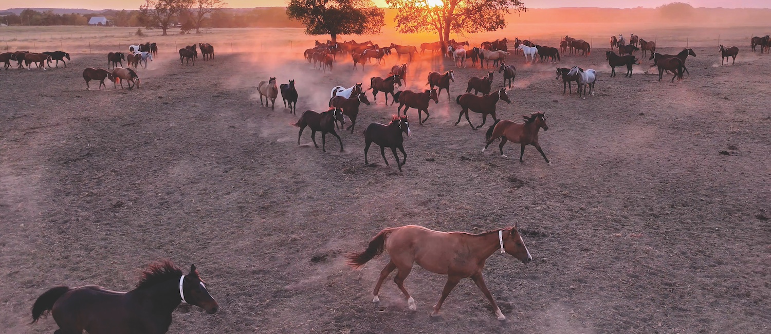 horses running at sunset