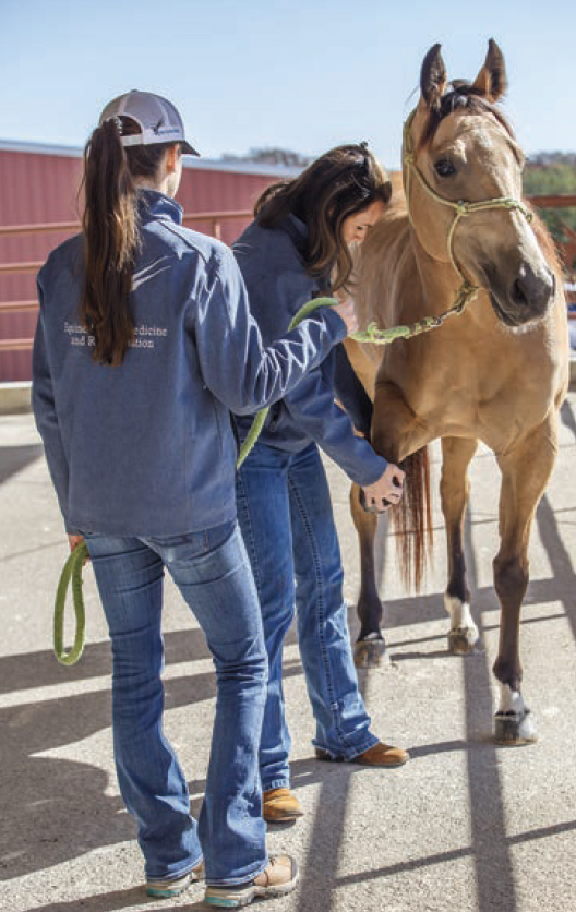 During a lameness exam, your veterinarian will flex each leg before the horse will be quickly asked to trot. Photo by Abigail Boatwright