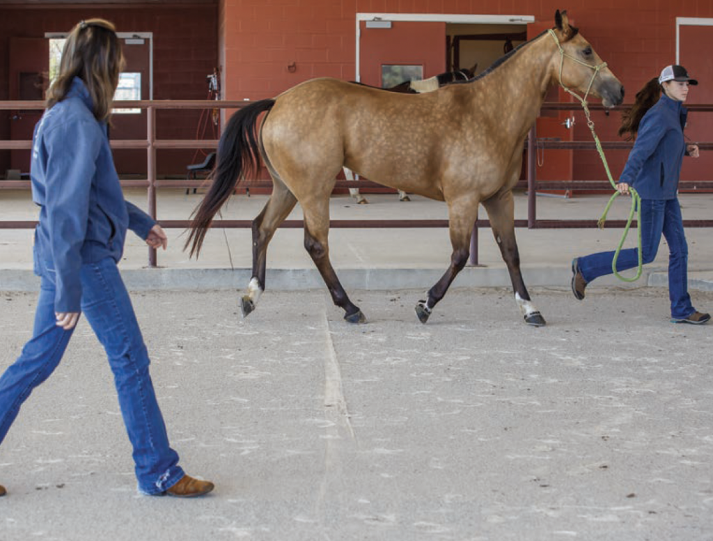 After flexing or blocking, your veterinarian will evaluate your horse's gaits again for comparison.